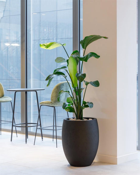 Ambientebild Luca Lifestyle Grigio hoher Ballon-Pflanzkübel aus Fiberglas Anthrazit